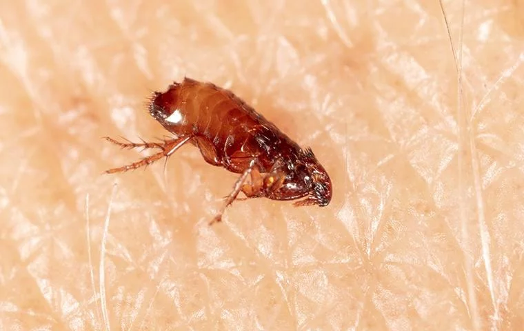 flea-pests-control
